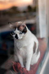 Fototapeta na wymiar foto vertical. gato blanco y negro de ojos azules asomado en la ventana donde se refleja la puesta de sol, mira hacia abajo