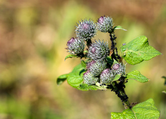bright blooming purple prickly thistle. medical and cosmetic plant during flowering and ripening, against background of spring green grass.