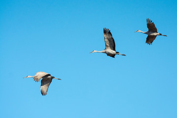 Sandhill Cranes in Flight