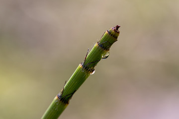 drop of water at the top of a horsetail stem