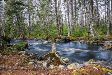 Forest landscape with small river cascade falls over mossy rocks. Atlantic Canada