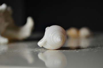 Seashells on the table