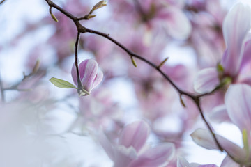 white pink magnolia blossom in spring