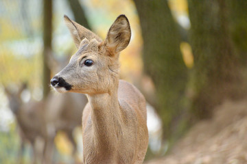 Obraz premium Portrait de petits chevreuils au milieu d'une foret en Europe durant l'été.
