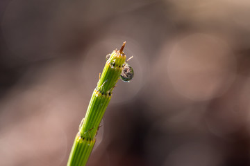 drop of water at the top of a horsetail stem