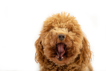 Cute poodle yawning in photo studio.