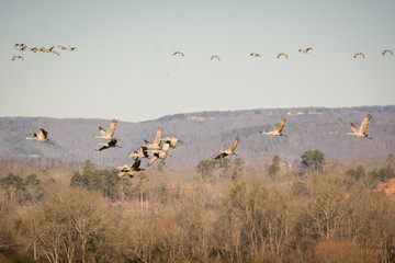 Sandhill Cranes in Flight