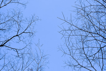 branches and blue sky