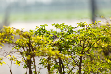 Bird in the house garden,problem in the current city.