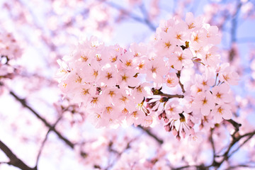 cherry blossoms ans blue sky