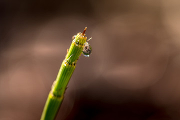 drop of water at the top of a horsetail stem