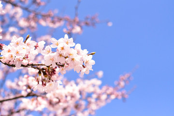 cherry blossoms ans blue sky