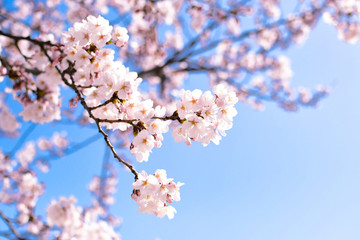 cherry blossoms ans blue sky