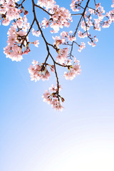 cherry blossoms ans blue sky
