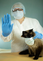 A veterinarian in protective clothing shows a Stop sign, stopping the epidemic, holding a cat in his hands.