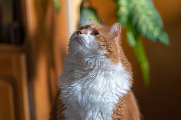 Beautiful orange furry cat sitting on a wooden chair inside the house