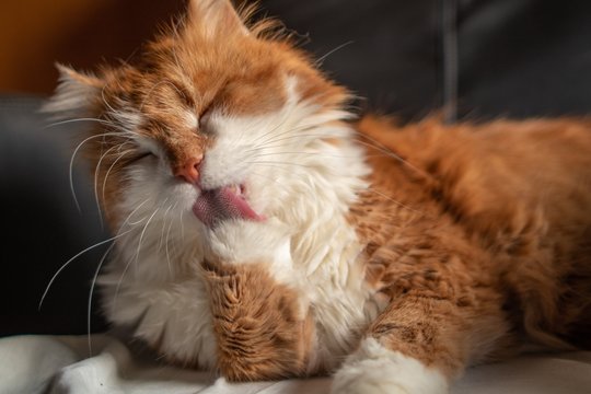 Beautiful orange furry male cat resting on a leather chair and licking its paw