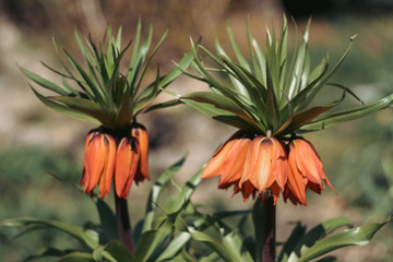 Obraz premium beautiful big orange flowers in the garden