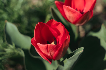 two red tulips bloomed in the garden