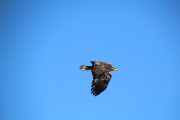 Eagle On The Wing, Gold Bar Park, Edmonton, Alberta