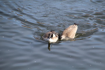 Loving Geese, Gold Bar Park, Edmonton, Alberta