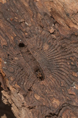 The bark beetle tunnels