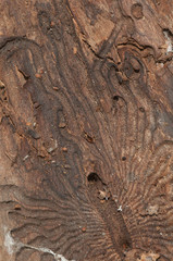 The bark beetle tunnels