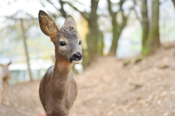 Portrait de petits chevreuils au milieu d'une foret en Europe durant l'été.