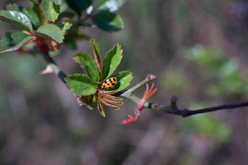 yellow coccinellidae on leaf