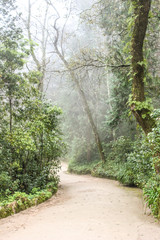 Fototapeta na wymiar Natural landscape with trees in track road way fog in natura park in sintra portugal