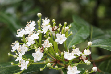 Natural landscape with white flowers and leafs, fog