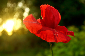 red poppy flower at sunset