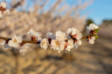 Spring is coming when the apricot blossom blooms