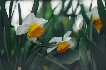 beautiful white and yellow daffodils have bloomed and smell.