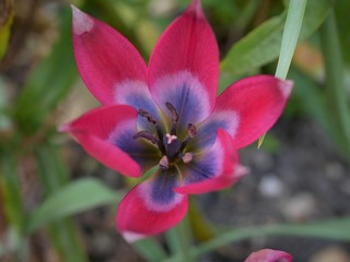 Tulip little beauty close up isolated against blurred foliage background beautiful rose pink flower blue inside