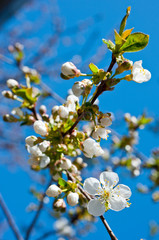 Close-up shot of blossoms of a cherry tree. Background for flowers, spring flowering and floriculture.