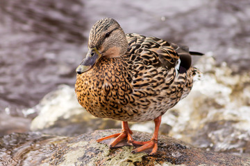 A cute mallard stands on a stone in the middle of the river, closeup.