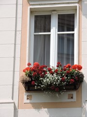 Fototapeta na wymiar window with flowers in old house, Karlovy Vary