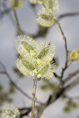 Willow flower. Beautiful sunshine springtime. Wallpaper and background texture.