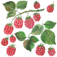 set of elements, watercolor illustration, raspberry berries on a branch with leaves, ornament for design, isolate on a white background