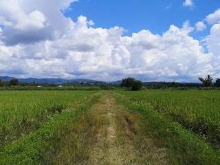 paddy field and the road