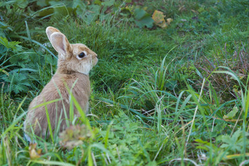 side portrait of a cute European bunny sitting in the grass in the Austrian Alps