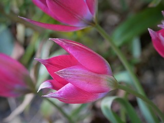 Tulip little beauty close up isolated against blurred foliage background beautiful rose pink flower blue inside
