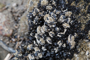 Kleine Muscheln auf einem Stein in Dänemark