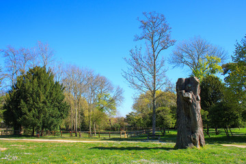 View of a wooded park in the spring. expanse of grass with a tree trunk without a branch. Beautiful clear blue sky without cloud. Country landscape, rural scene.