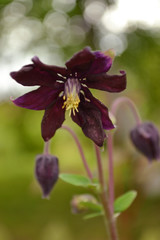 Purple aquilegia