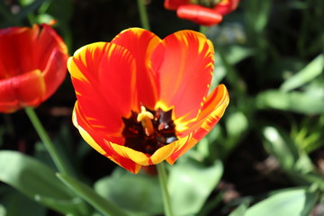 Tulipes bicolores rouge et jaune au printemps - D&eacute;partement du Rh&ocirc;ne - France