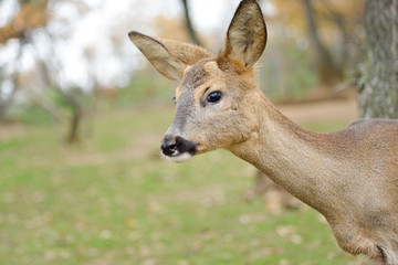 Fototapeta premium Portrait de petits chevreuils au milieu d'une foret en Europe durant l'été.