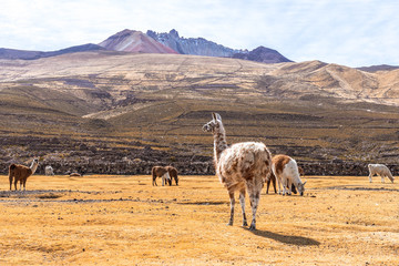 Vulcan Tunupa with llamas