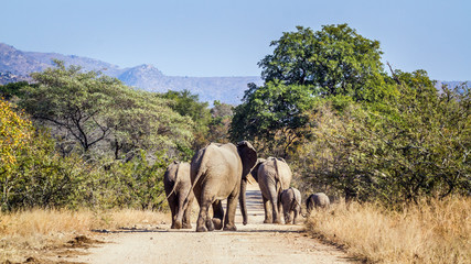 Fototapeta na wymiar African bush elephant family walikng rear side on safari road in Kruger National park, South Africa ; Specie Loxodonta africana family of Elephantidae